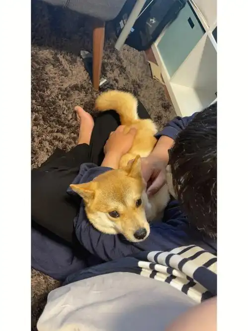 自觉自律的小狗狗老公的掌上明珠