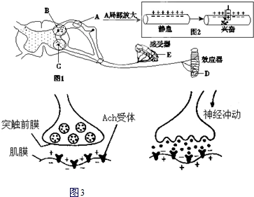图1为与人缩手反射相关结构的示意图,请分析并回答