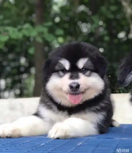 熊版阿拉斯加 家养宠物狗大型犬 狗狗品相优 疫苗驱虫已做包养活