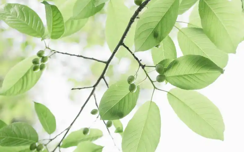 简约小清新唯美治愈系意境壁纸高清大图预览1920x1200_高清壁纸下载_