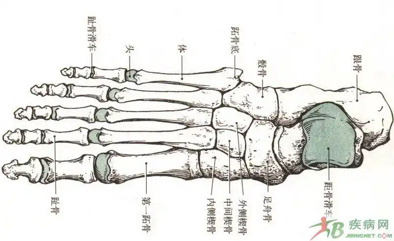 骨痛系列(三)------大脚趾骨痛