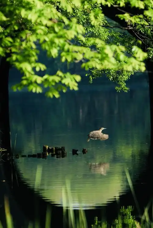 今天来点绿色保持好心情,这组绿色护眼美景壁纸请收好～ ?图片来源:视