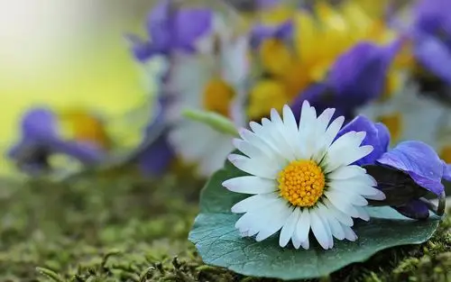 小雏菊清新花卉图片桌面壁纸