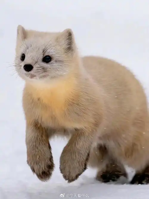 690_921竖版 竖屏