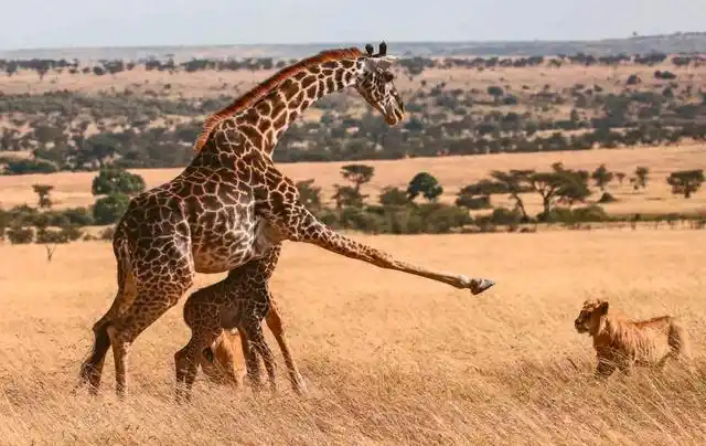 身材特殊的长颈鹿,繁殖过程有多奇特?遇上危险它们又有多凶猛?