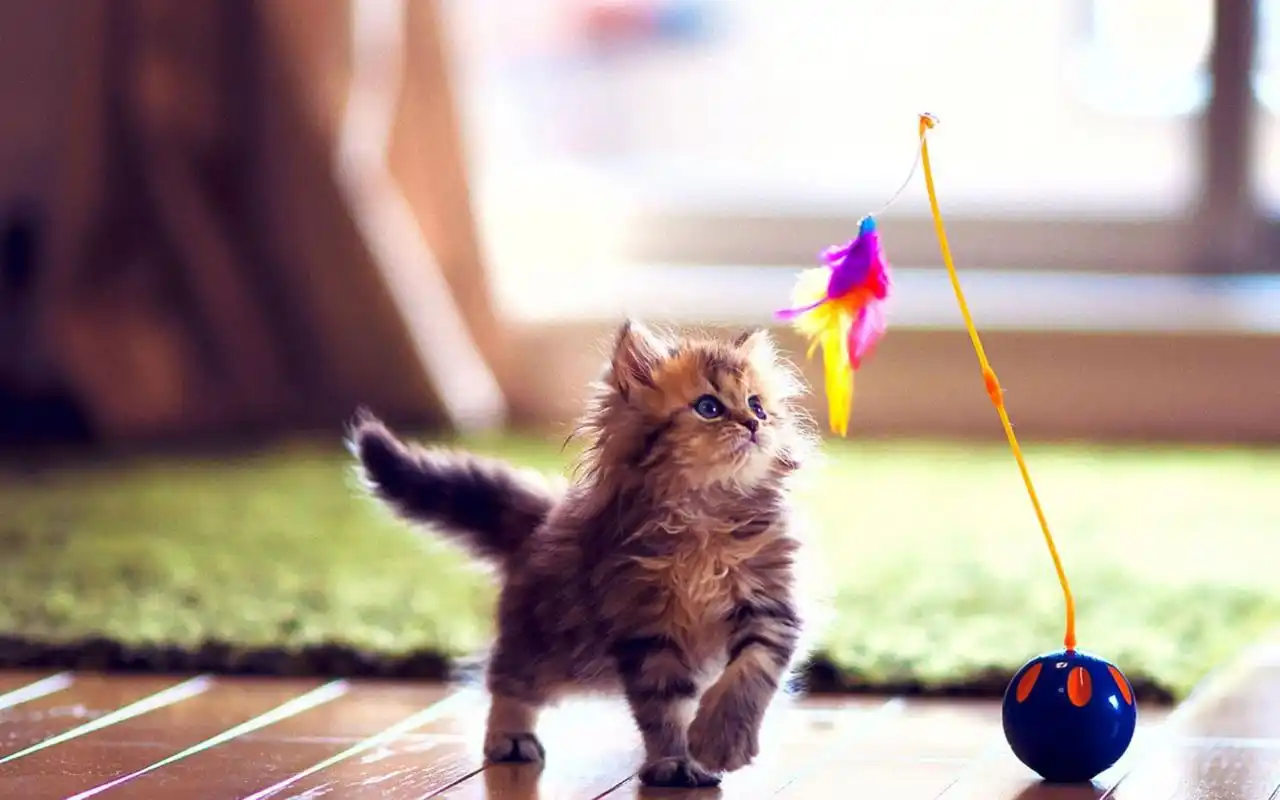 > 可爱软萌的猫咪高清图片桌面壁纸(1920×1200)