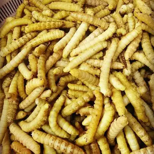 山东大豆虫 豆丹活体速冻食用豆青虫豆天蛾 3包(速冻)【图片 价格