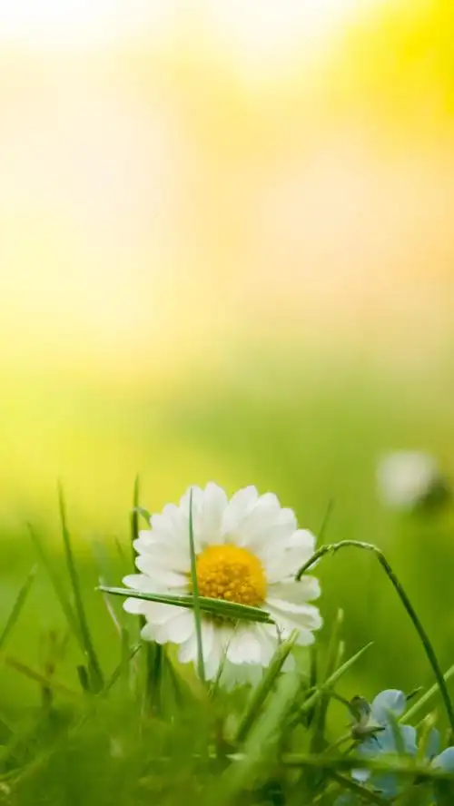 绿草地鲜花h5背景素材