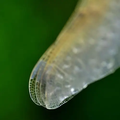 蜻蜓羽化