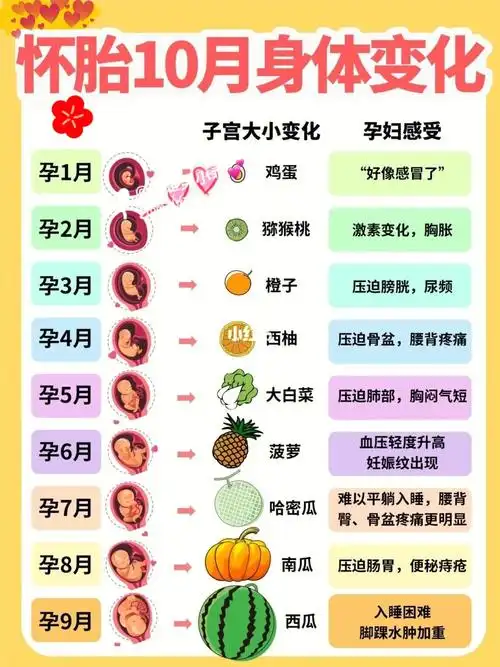 02怀孕140周胎宝宝发育变化