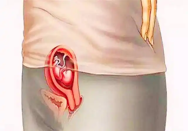 原创十张图带你看懂胎儿发育成型全过程,孕妈们挺不容易的,都该看看