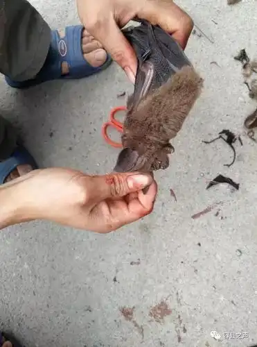 容县惊现出售宰杀蝙蝠,这重口味你啃得下?