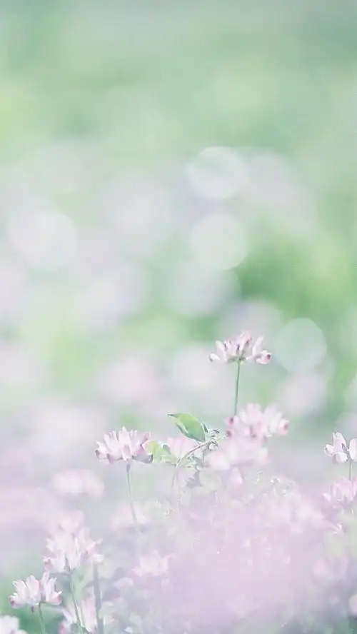 拾光app 壁纸 iphone 清新 素材 欧美 句子 插画 素材 摄影作品 花朵
