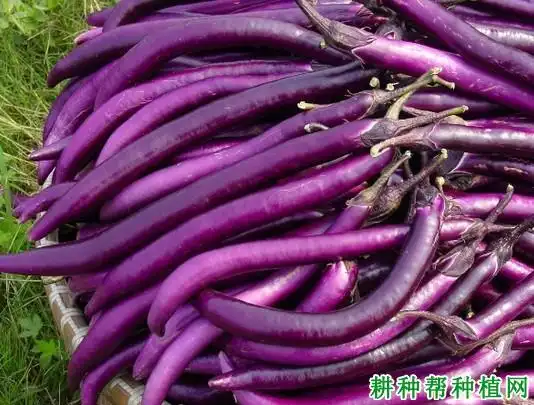 万丰773紫长茄茄子品种好不好
