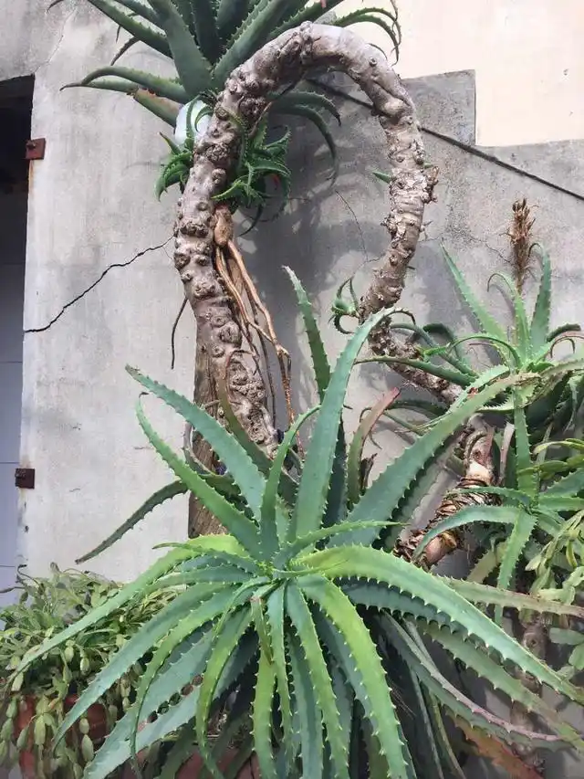 木立芦荟不长了,脱了花盆才发现问题,赶紧用大盆栽