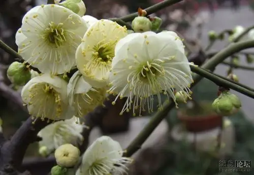素雅芳香的金钱绿萼梅