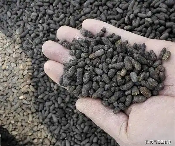 壁虎趣事,听起来很雅致的中药,你知道壁虎在中药里叫什么吗?