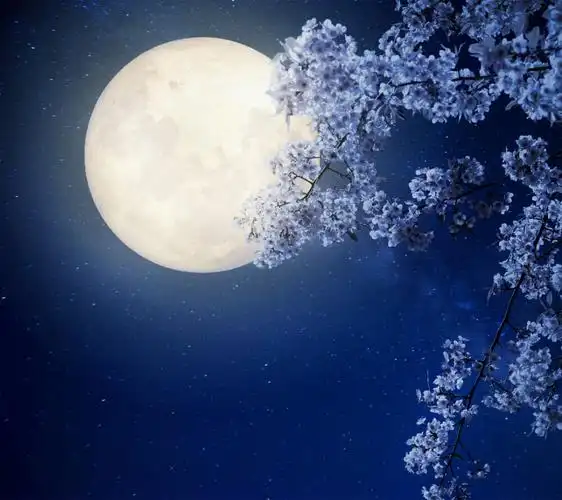 还行吧,他们那有一条路全是樱花,开的时候很梦幻