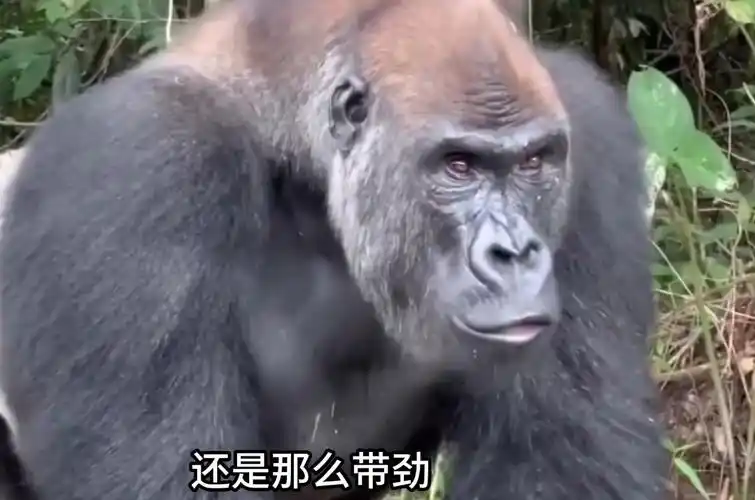 动物搞笑配音名场面,这配音真厉害