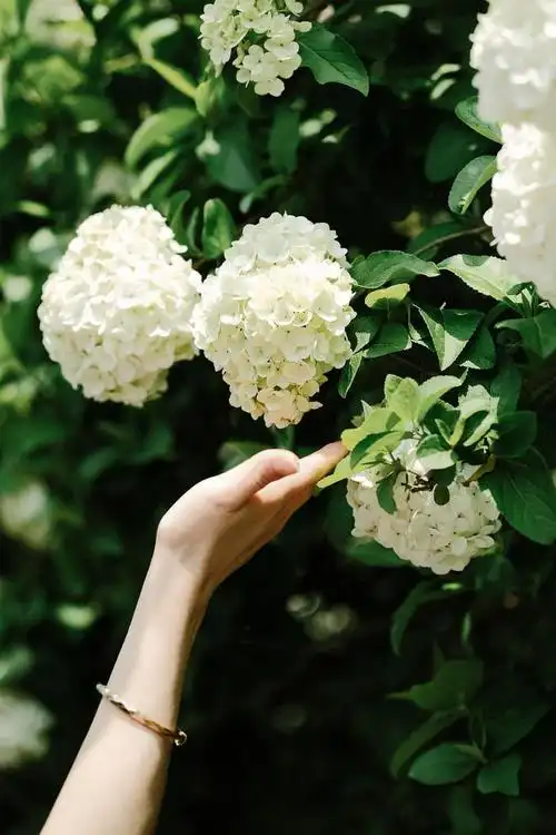 春天不能错过的绣球花