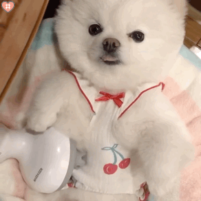 沙雕表情包动图傻傻的小动物们