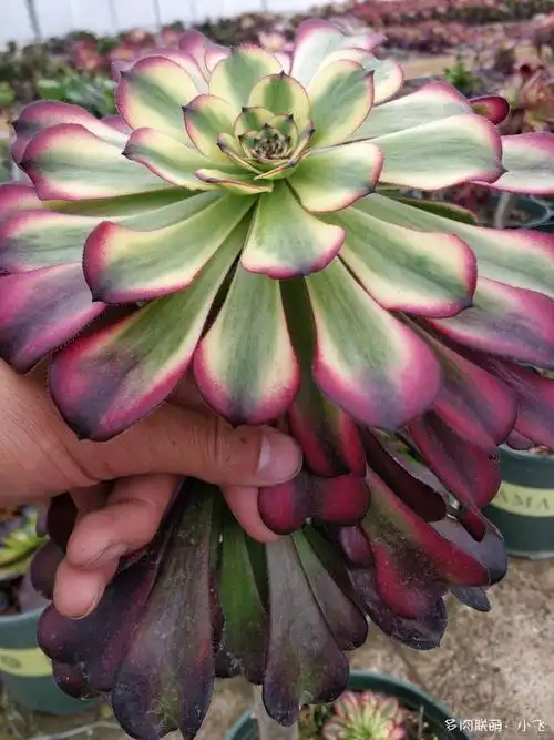 法师新品美娅法师培育记