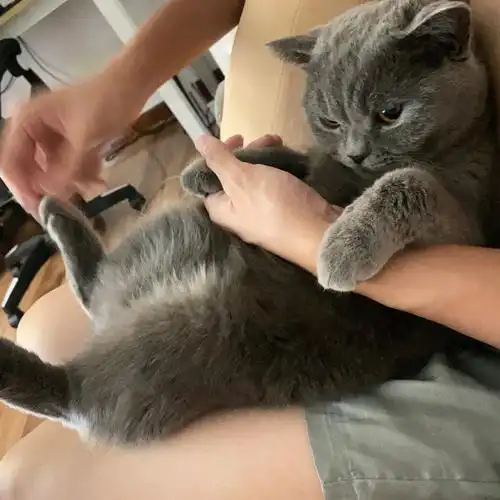 英短蓝猫怎么这么会撒娇