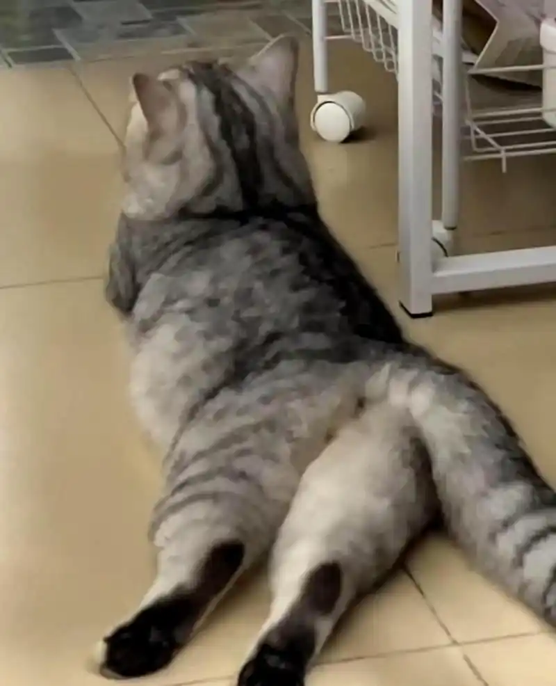 这只猫猫趴着的姿势真迷人,让人忍不住想要抚摸它!
