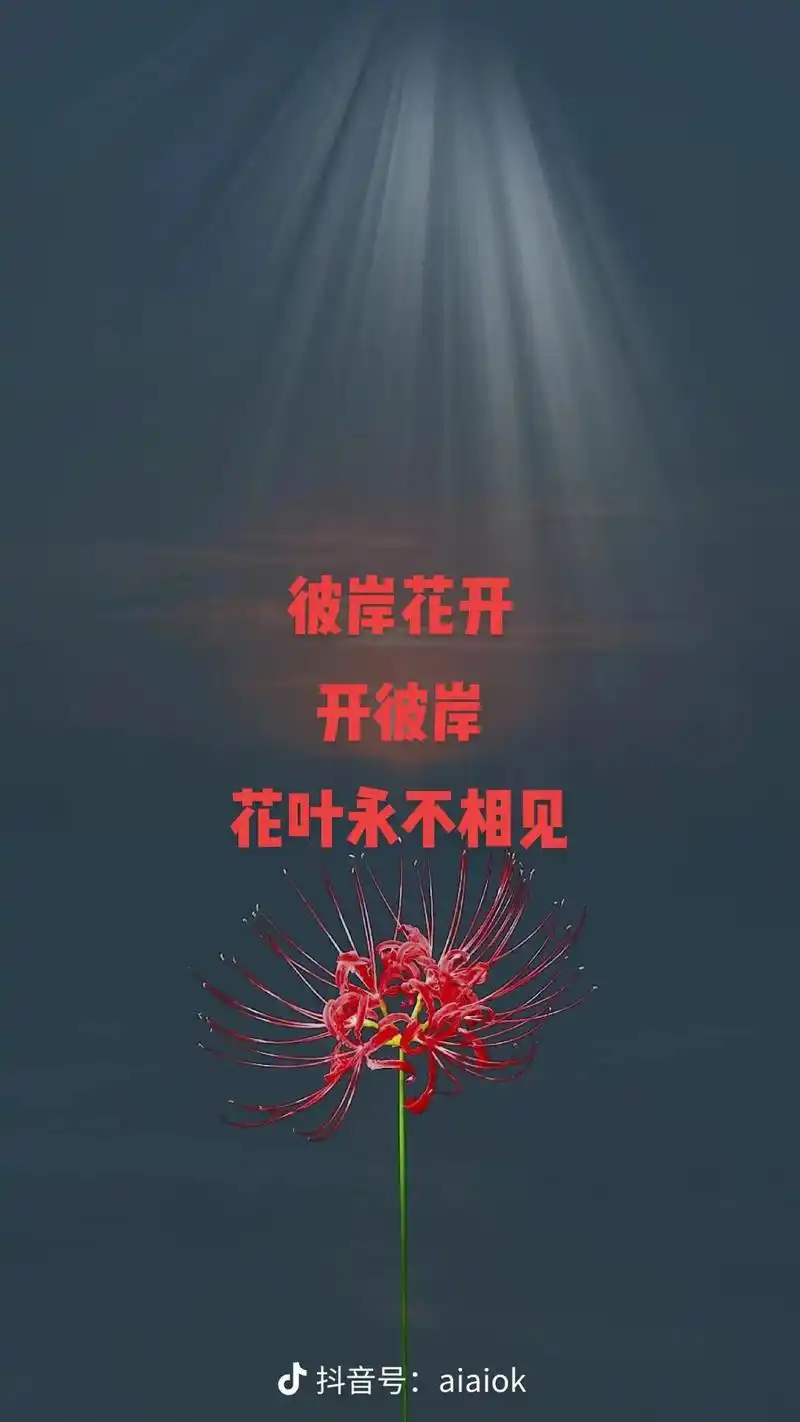 奈何桥旁彼岸花,河中无影便是它.花开千年不识叶,叶落千年不知 - 抖音