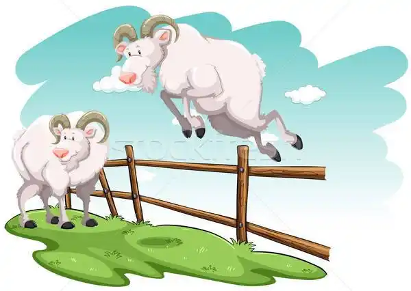 商业照片: 二· 山羊 ·白· 跳跃 · 篱笆 · 性质