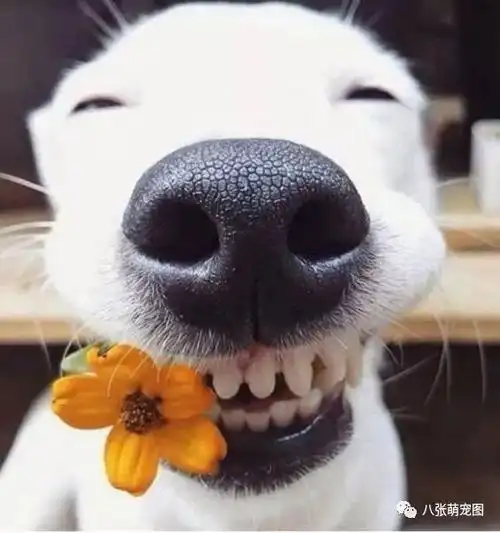 动物的微笑萌翻了我肯定你一定没见过都看过的你来找我