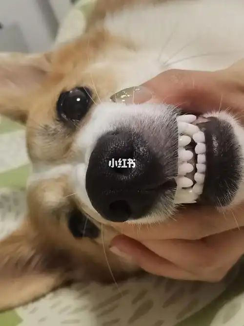 柯基的牙齿都这么好嘛