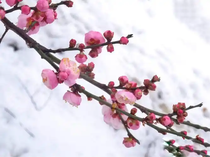 冬之傲骨 一 雪中红梅