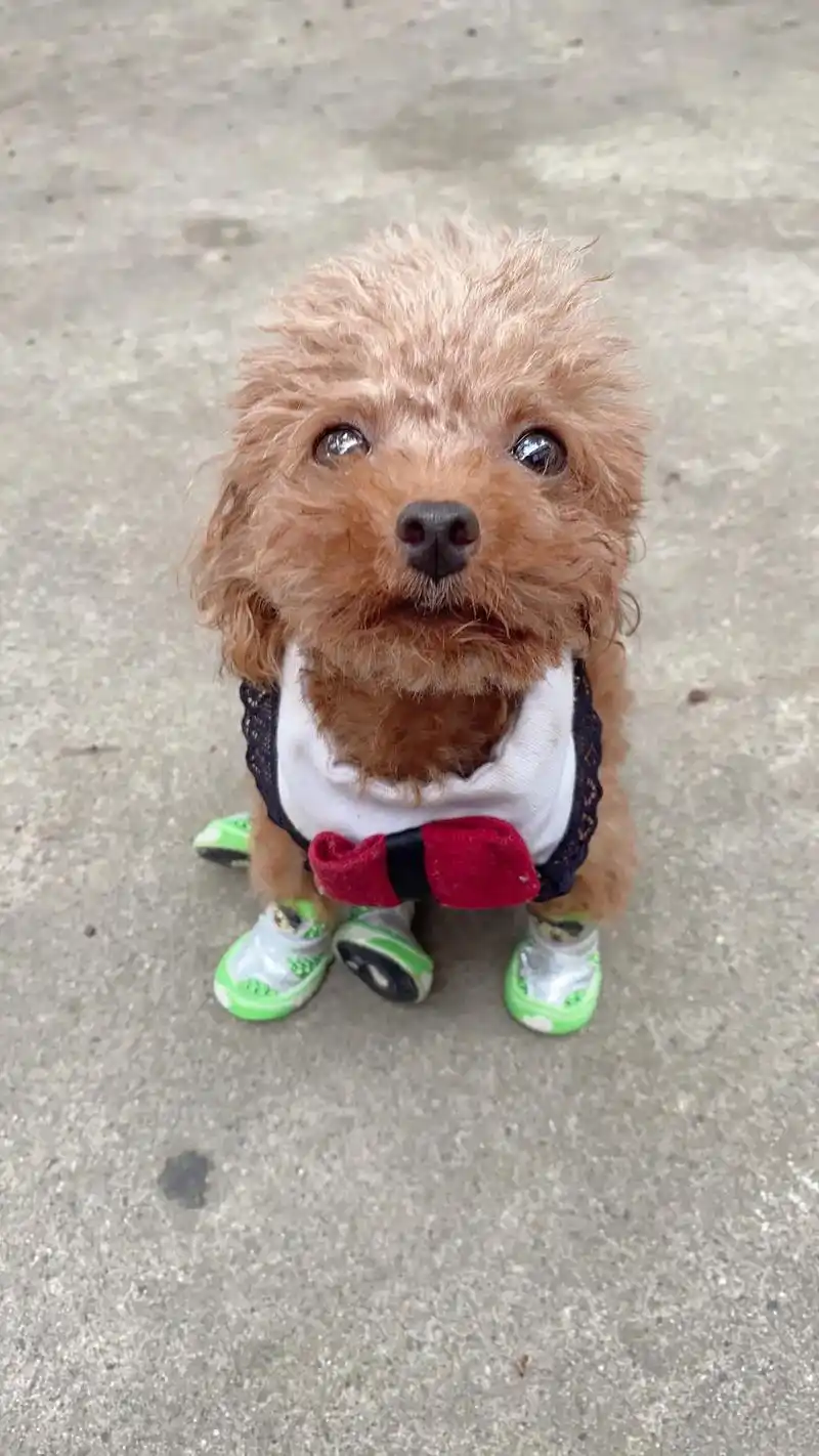 听说评论区也能发图片了让我也看看你们的狗儿子吧我家乖宝刘星雨这相