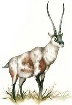 藏羚羊简笔画