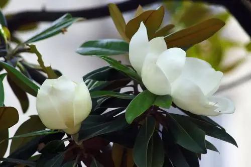 白色广玉兰图片 - 第5张