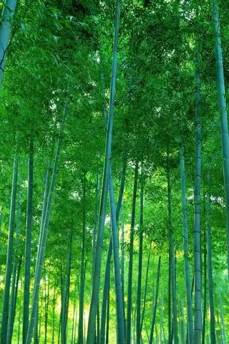 【收藏】护眼壁纸聊天背景