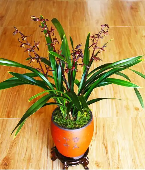 【墨兰金边兰花 金华山】宽叶兰花室内盆栽花卉观花兰花苗