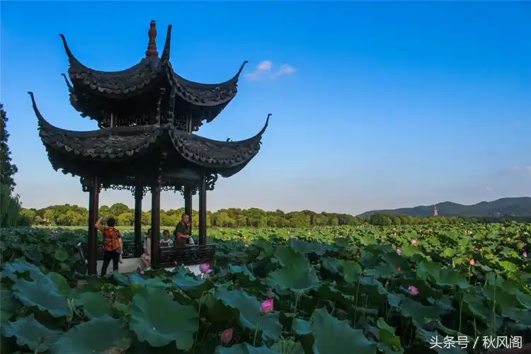 杭州西湖风景天下闻名在曲院风荷我们吟诵着什么_杭州曲院风荷景点