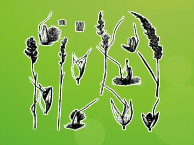 原来茅刺草长这样