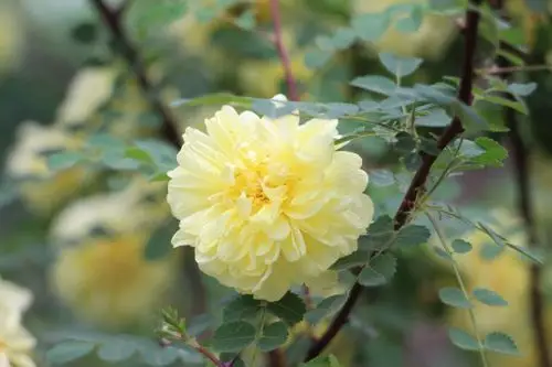 05.07-06.03黄,红,白刺玫花