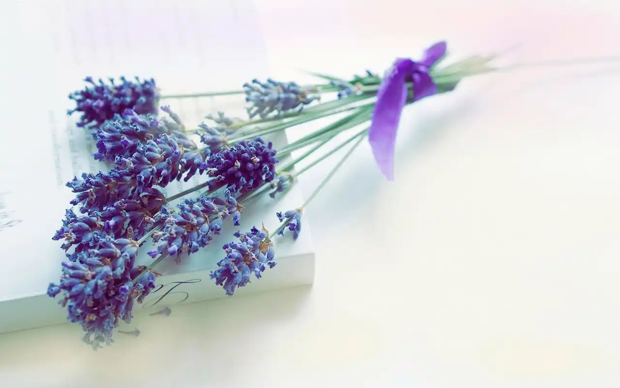 文艺治愈系小清新唯美花卉高清壁纸