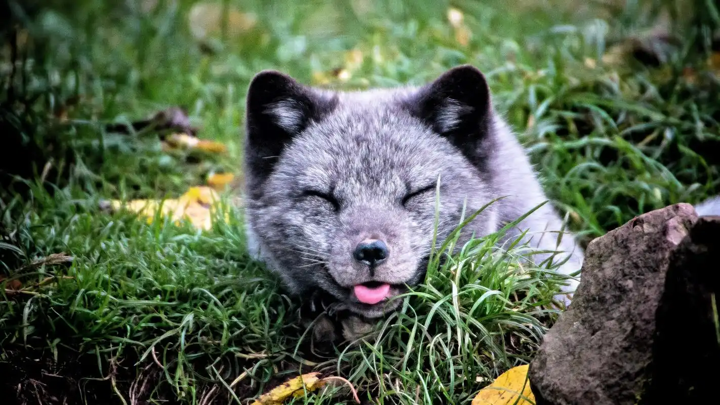 那些可爱的动物们