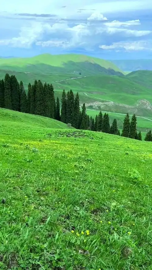 重要的是享受采摘的乐趣和欣赏沿途的风景#野生羊肚菌 #大自然的馈赠