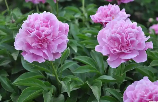 中药赤白芍有异同,赤芍更具清热凉血,散瘀止痛之功,你知道吗?