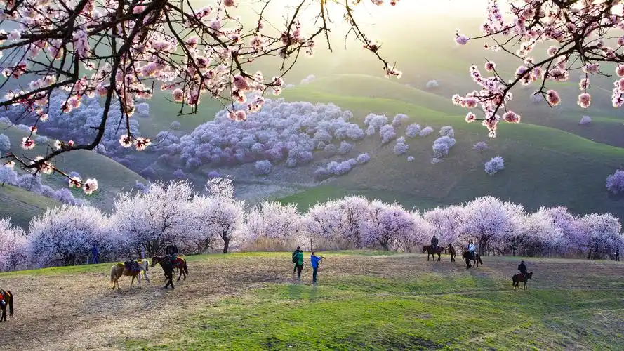 4月开始,新疆伊犁迎来最美季_杏花