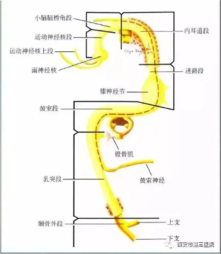 面神经(图2),主要支配表情肌的运动,分7段,它直径小,走形迂曲,结构