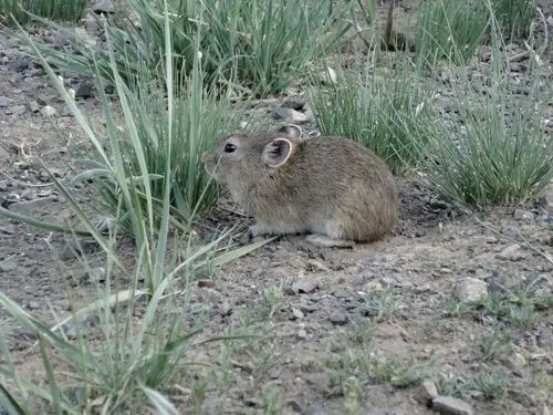 the gobi desert | lost and found adventures