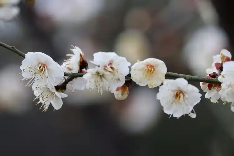 2019年春节 洁白的白梅花