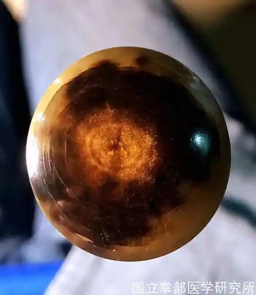 犀牛角的鉴别知识